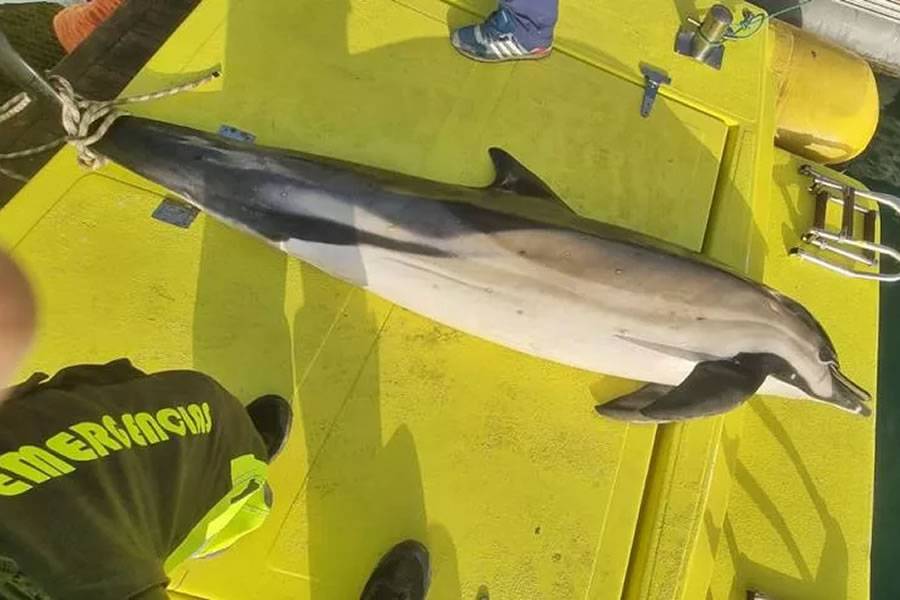 Another dead dolphin washes up on a beach in the Canary Islands