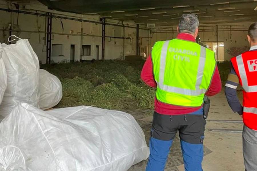 VIDEO: The Guardia Civil uncover ‘Europes largest’ cannabis plantation in Spain