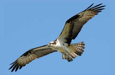 Canarian ospreys are staring extinction in the face