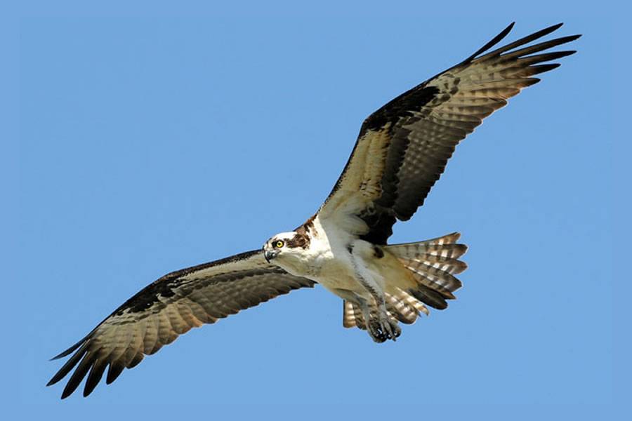 Canarian ospreys are staring extinction in the face