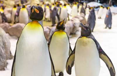 Loro Parque celebrates World Penguin Day in the eternal winter of Planet Penguin