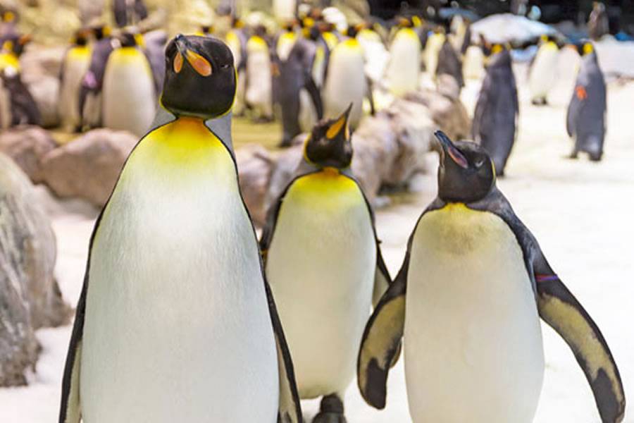 Loro Parque celebrates World Penguin Day in the eternal winter of Planet Penguin