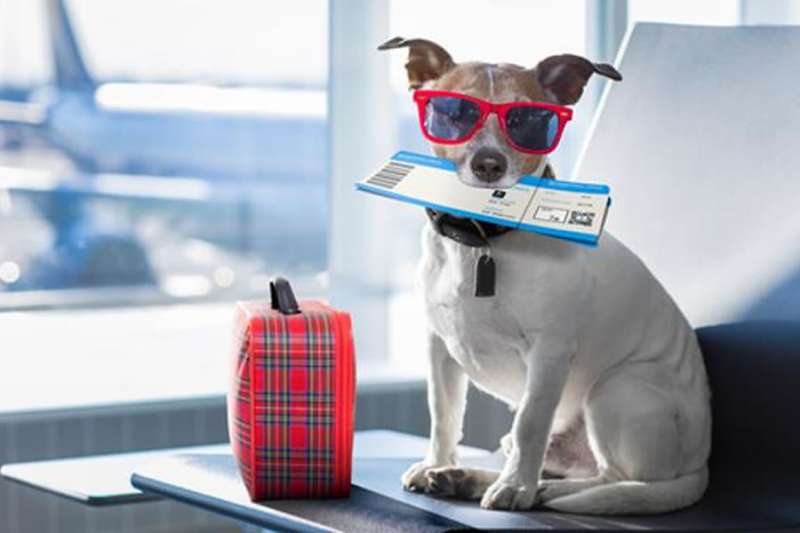 Fuerteventura airport opens toilet facilities for pets in departures