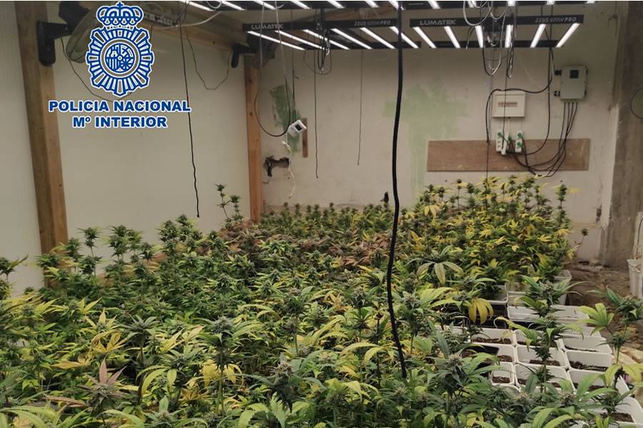 Man arrested with indoor marijuana plantation in a villa in Costa Adeje