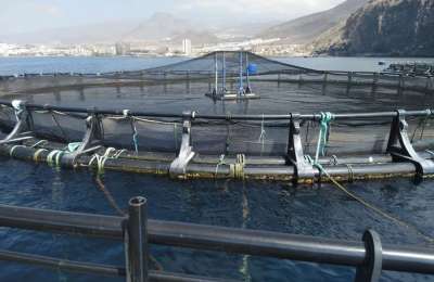 Micro-plastics detected in fish bred in fish farms in Tenerife