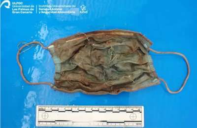 Researchers find a face mask and plastics inside a stranded dolphin in Tenerife