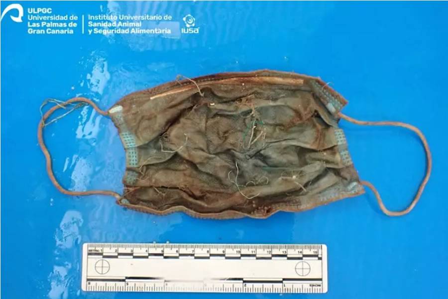 Researchers find a face mask and plastics inside a stranded dolphin in Tenerife