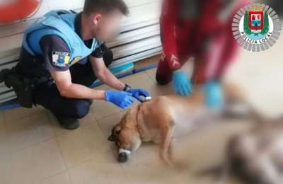 Police find the bodies of two dead dogs floating in the sea, one with its jaws tied