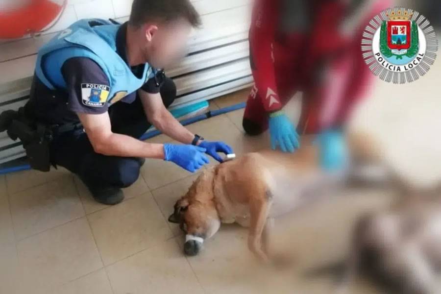 Police find the bodies of two dead dogs floating in the sea, one with its jaws tied
