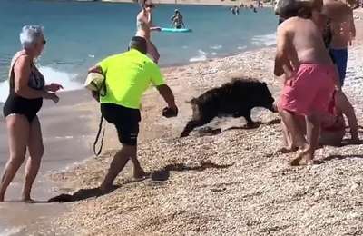 Woman bitten by wild boar that rushed onto the beach from the sea