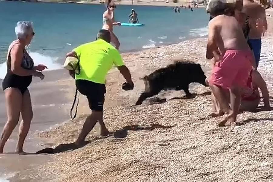 Woman bitten by wild boar that rushed onto the beach from the sea