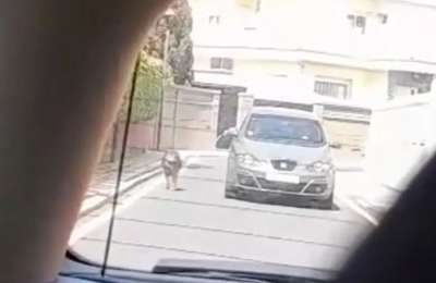 ‘Walking’ dog by car in Tenerife causes uproar among animal lovers