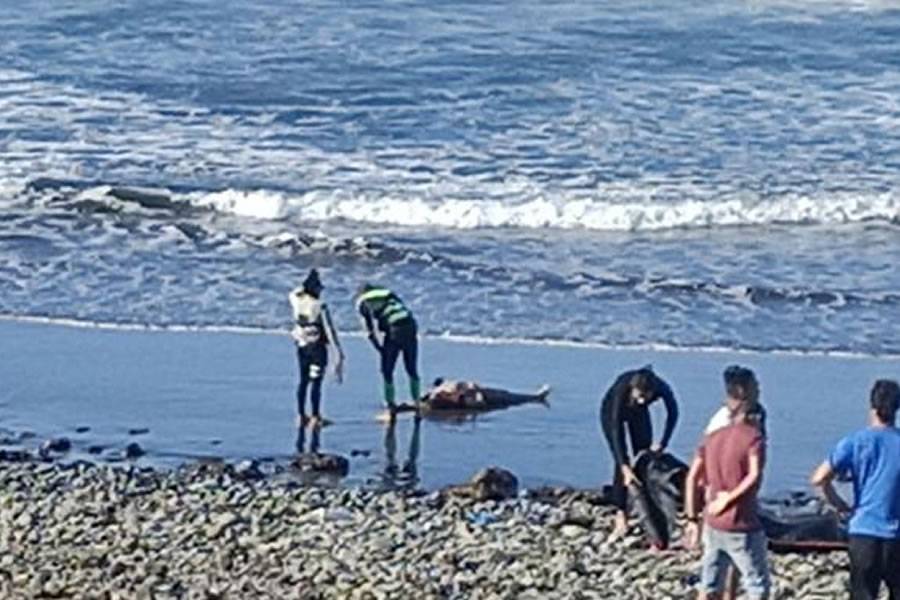 Dead body found floating a few metres from Canary Islands beach