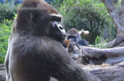 Schorsch, one of the gorillas at Loro Parque, dies aged 50