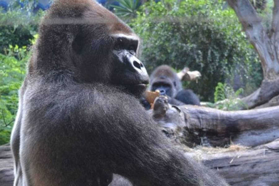 Schorsch, one of the gorillas at Loro Parque, dies aged 50