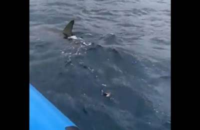 VIDEO: Hammerhead shark caught on video by the coast of Gran Canaria