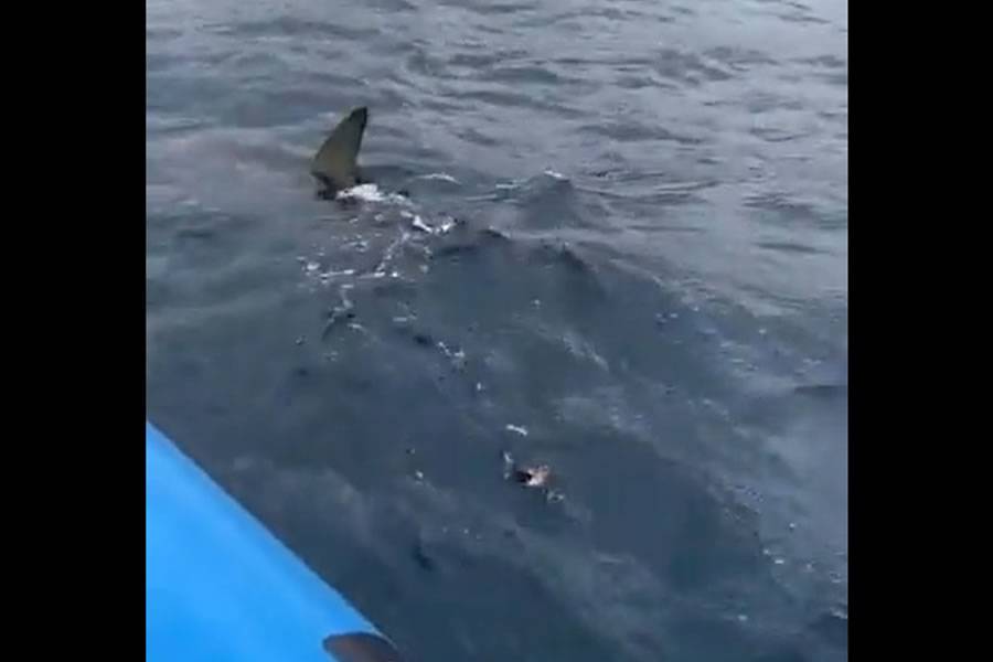 VIDEO: Hammerhead shark caught on video by the coast of Gran Canaria