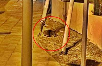 Reports of ‘rats the size of cats’ roaming the streets of Tenerife