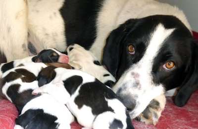 New Animal Welfare Law: fines of 10,000 euros for domestic pet breeding