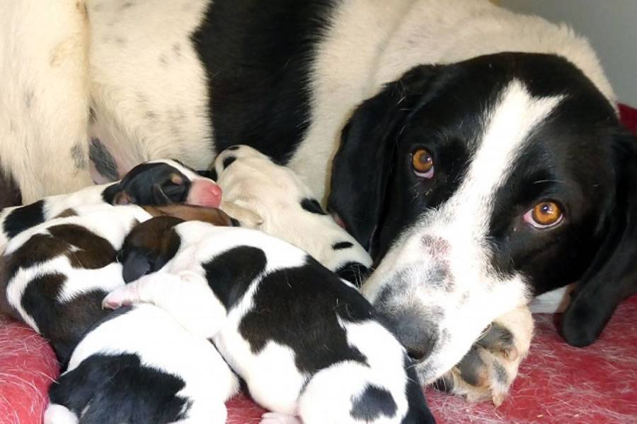 New Animal Welfare Law: fines of 10,000 euros for domestic pet breeding