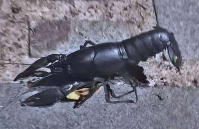 Abandoned crayfish found in a park in Tenerife: ‘You can be fined 200,000 euros for this’