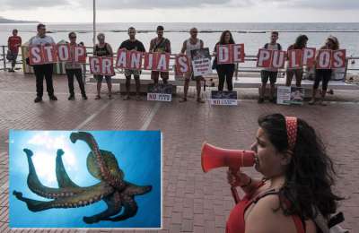 Animal activists protest against the planned octopus farm in Gran Canaria