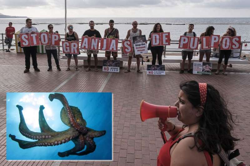 Animal activists protest against the planned octopus farm in Gran Canaria