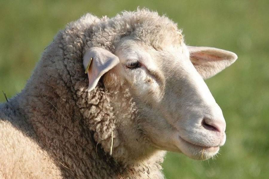 Two injured in a motorcycle accident after hitting a sheep