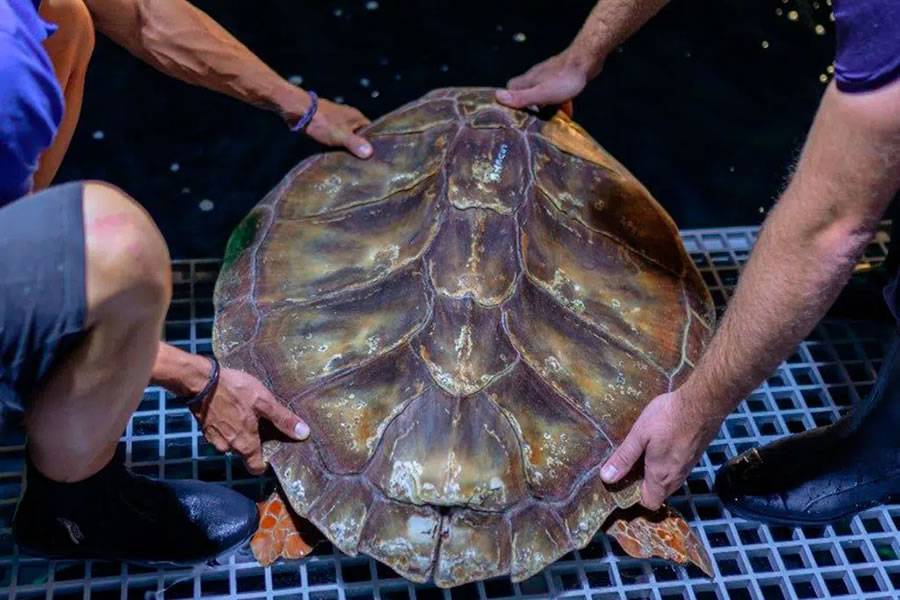 Poema del Mar will be the new home of two disabled turtles