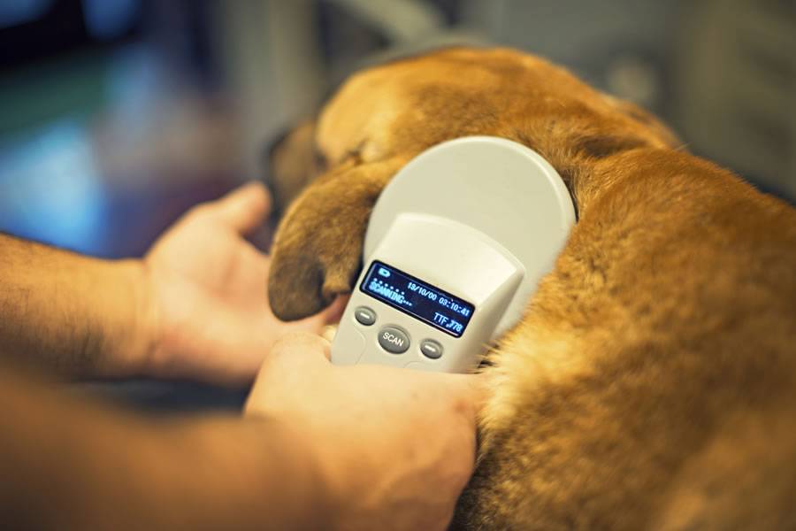 New campaign to ensure that all pets are registered and have a microchip New campaign to ensure that all pets are registered and have a microchip
