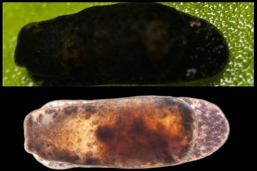 A new species of slug is discovered in Tenerife A new species of slug is discovered in Tenerife