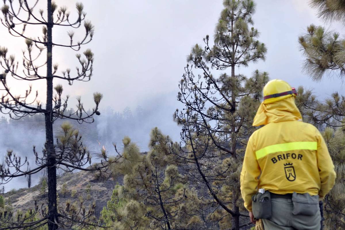 Firefighters contain outbreak of forest fire in the south of Tenerife before it spreads Firefighters contain outbreak of forest fire in the south of Tenerife before it spreads
