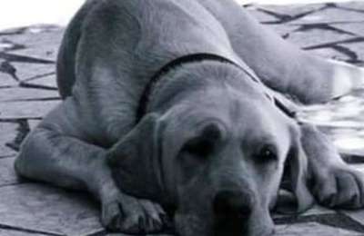 Guide dog dies after being scared by fireworks and falling down a ravine