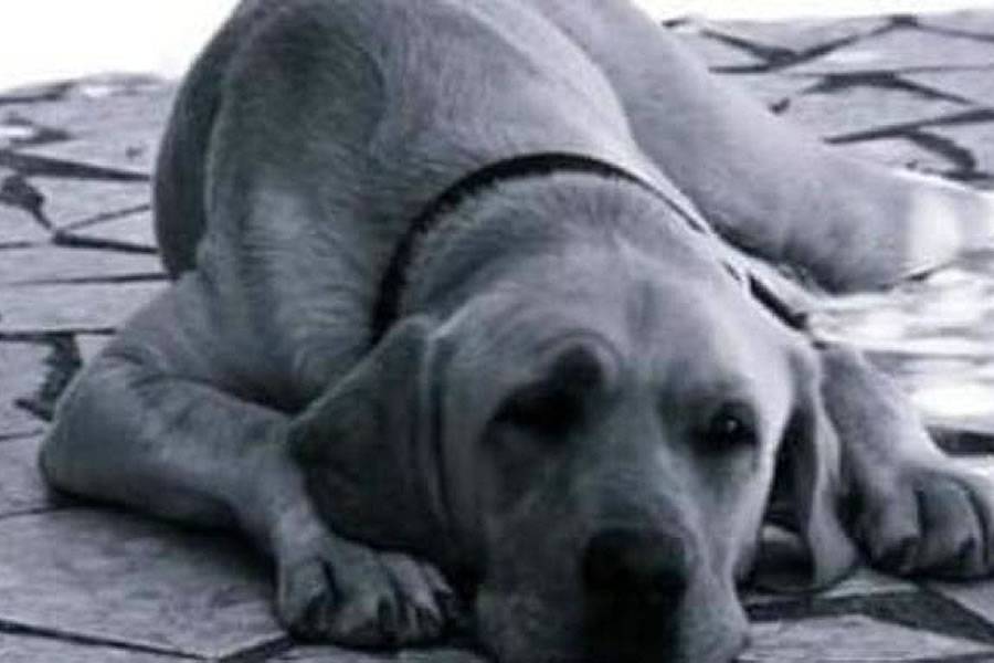 Guide dog dies after being scared by fireworks and falling down a ravine