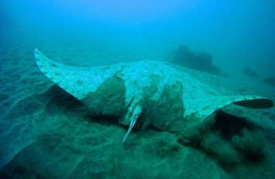 Arona starts info sessions warning that Butterfly Rays are in danger of extinction