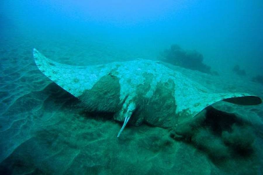 Arona starts info sessions warning that Butterfly Rays are in danger of extinction