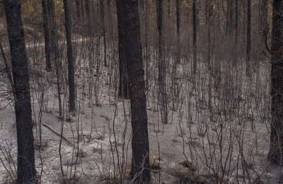 The Tenerife forest fire in July is finally considered fully extinguished