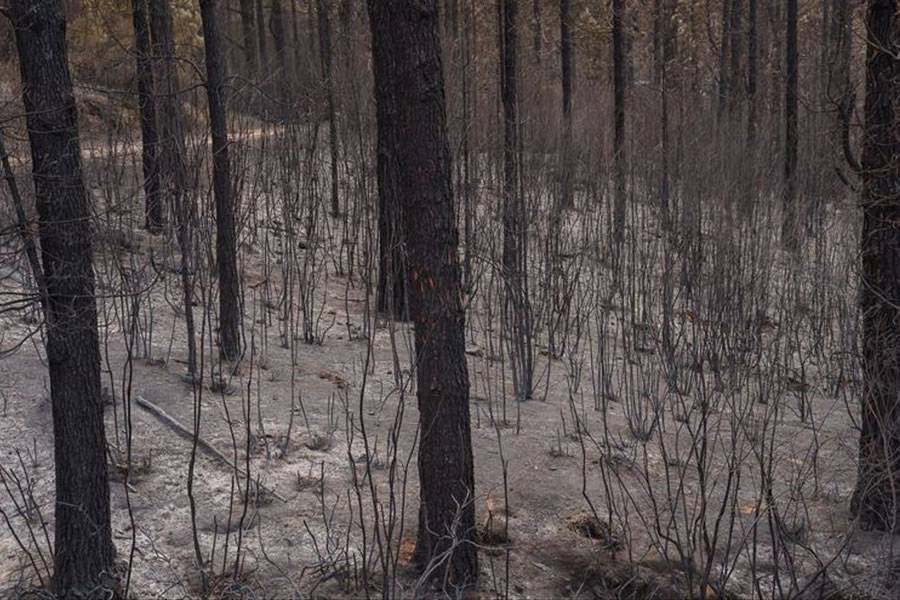 The Tenerife forest fire in July is finally considered fully extinguished