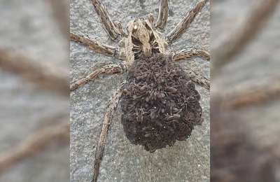 Woman finds huge scary spider on her front door step in Tenerife!