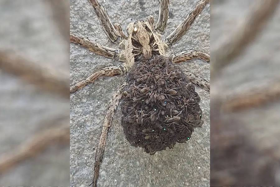 Woman finds huge scary spider on her front door step in Tenerife!