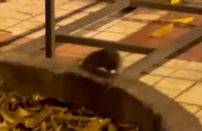 Rats photographed on restaurant terrace while diners are eating