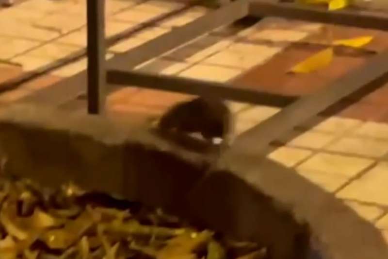 Rats photographed on restaurant terrace while diners are eating