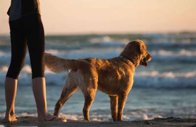 There are now more dogs in Tenerife than children