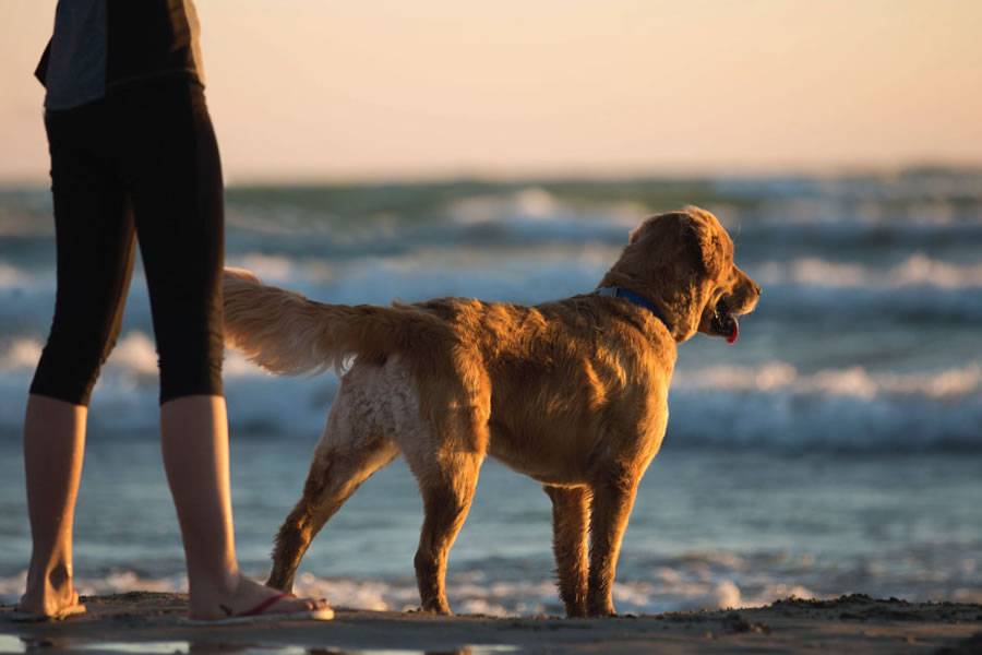 There are now more dogs in Tenerife than children There are now more dogs in Tenerife than children
