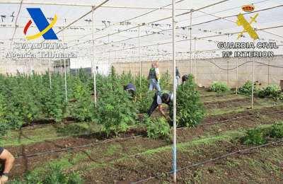 Huge marijuana plantation raided in the South of Tenerife