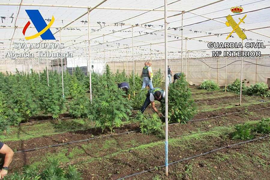 Huge marijuana plantation raided in the South of Tenerife Huge marijuana plantation raided in the South of Tenerife