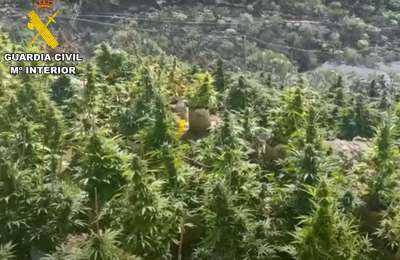 Two Brits arrested in Tenerife after police raid large marijuana plantation