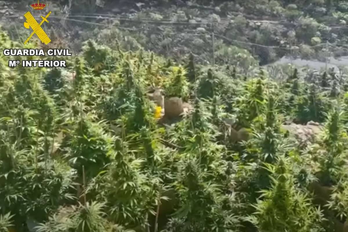 Two Brits arrested in Tenerife after police raid large marijuana plantation Two Brits arrested in Tenerife after police raid large marijuana plantation