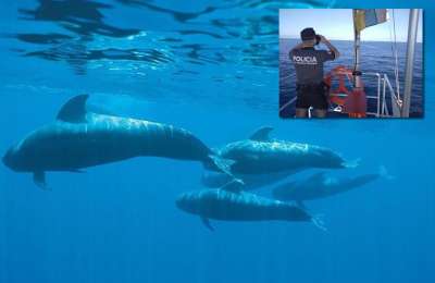 Boat Trip Company is fined for breaking whale watching rules to ‘take better photos’