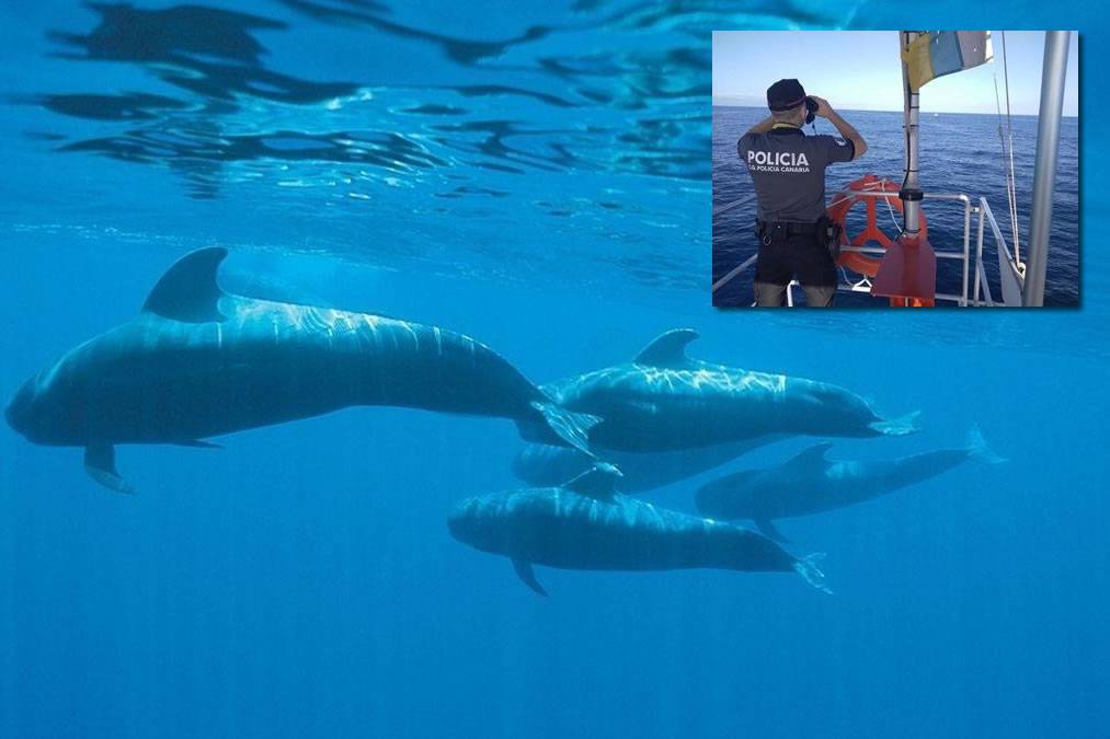 canarian-weekly-boat-trip-company-is-fined-for-breaking-whale